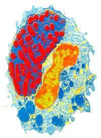 白細胞吞噬功能試驗 白細胞吞噬功能試驗