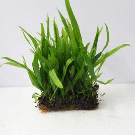 細葉鐵皇冠 細葉鐵皇冠