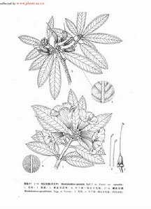 糠秕杜鵑 糠秕杜鵑