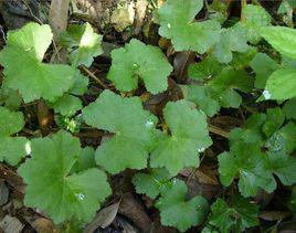 中華天胡荽 中華天胡荽