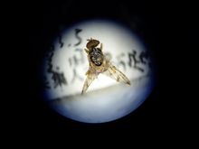 顯微鏡下的實蠅