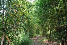 永川區林業局 永川區林業局