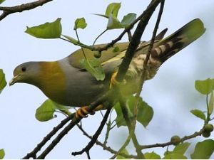 黃腳綠鳩