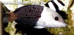 黑白龍魚 黑白龍魚