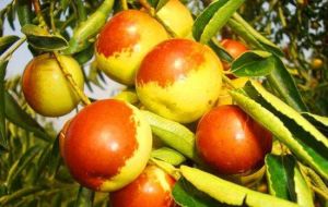 順豐華夏冬棗種植中心 順豐華夏冬棗種植中心