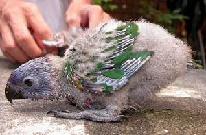 關於鸚鵡的性別 關於鸚鵡的性別