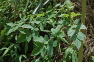 針果芹屬 針果芹屬