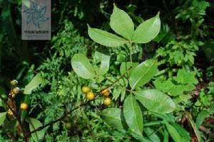 飛龍掌血[芸香目芸香科植物]