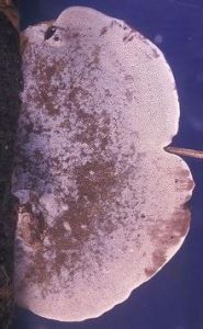 紅褐擬層孔菌 紅褐擬層孔菌