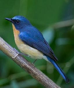 山藍仙鶲 山藍仙鶲