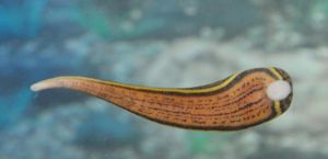 環節及原索動物 環節及原索動物