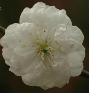 千瓣白桃 千瓣白桃