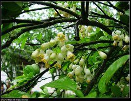 香泡種子 香泡種子