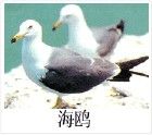海鷗