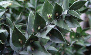 假葉樹屬 假葉樹屬