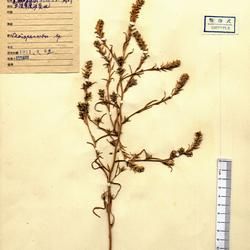 光果細苞蟲實 光果細苞蟲實