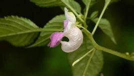 腹唇鳳仙花 腹唇鳳仙花