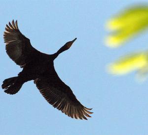 朱賈國家鳥類保護區