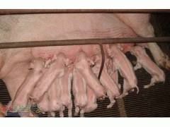 豬食道口線蟲病 豬食道口線蟲病