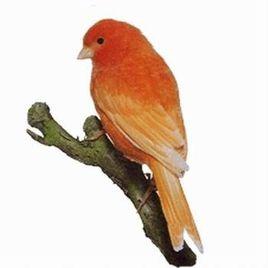 紅金絲雀 紅金絲雀