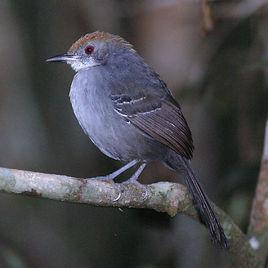 巴西蟻鳥 巴西蟻鳥