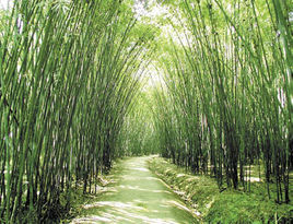 竹海大觀 竹海大觀