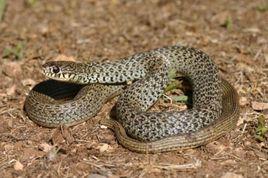 中國水蛇 中國水蛇