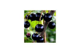 black currant black currant