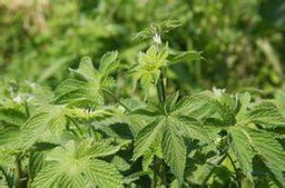 短花拉拉藤組 短花拉拉藤組