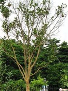 合柱糙果茶 合柱糙果茶