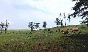 赫赫岩草地（雲頂山草原）