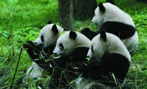 黑水河大熊貓自然保護區