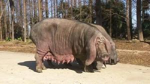 崇明沙烏頭豬 崇明沙烏頭豬