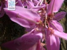 華東木藍的花枝