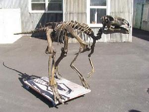 原巴克龍（Probactrosaurus）