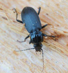 蜉金龜科 蜉金龜科