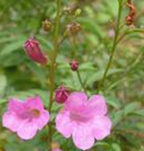 長梗兩頭毛 長梗兩頭毛