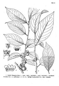 粉葉柿（原變種）