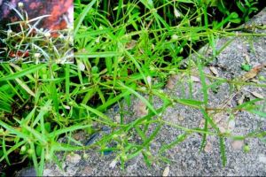 長梗白花蛇舌草