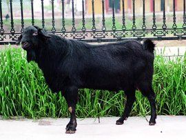 樂至黑山羊 樂至黑山羊