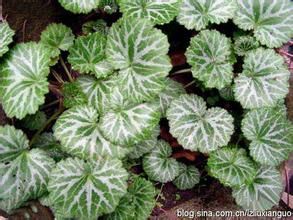 類毛瓣虎耳草(原變種) 類毛瓣虎耳草(原變種)