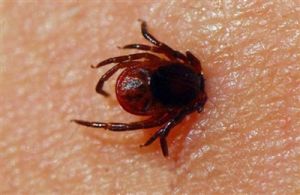 森林腦炎 森林腦炎