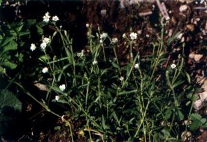 長白卷耳 長白卷耳