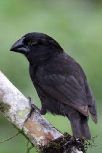 大嘴地雀 大嘴地雀