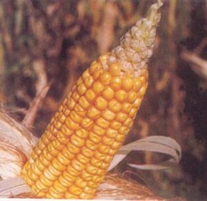 玉米禿尖 玉米禿尖