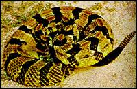 阿魯巴島響尾蛇 阿魯巴島響尾蛇