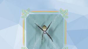 長圓金蛛 長圓金蛛