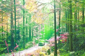 黃柏山森林公園