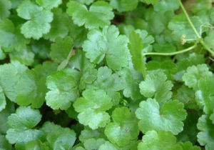 盤上芫荽 盤上芫荽