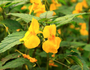 匍匐鳳仙花 匍匐鳳仙花